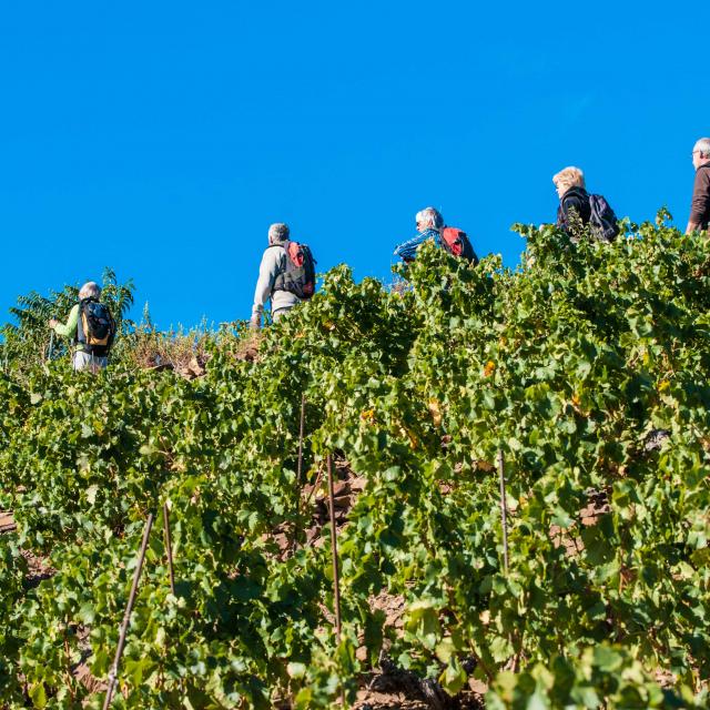 Randonnées sur les sentiers de Banyuls sur mer