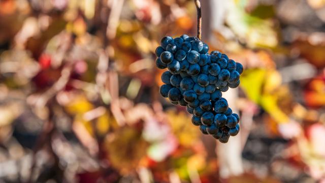 vigne vendanges vignoble vin raisin