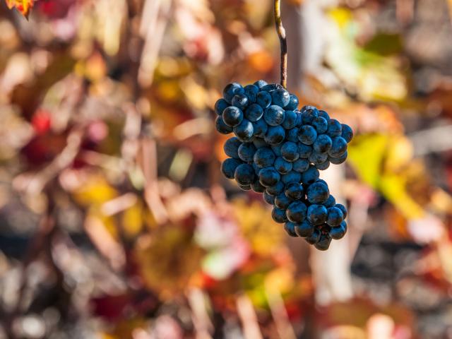 vigne vendanges vignoble vin raisin