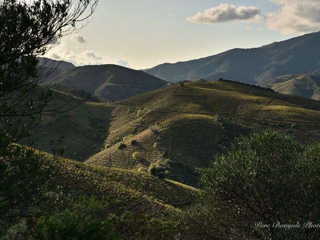 Paysages Vignoble Arrière Pays
