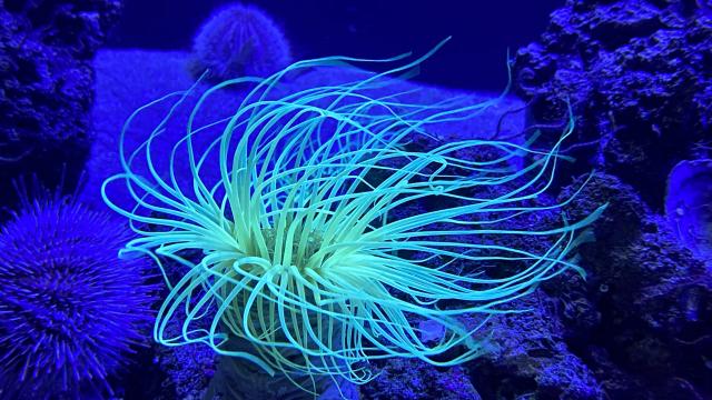 Aquarium Biodiversarium - Anémone