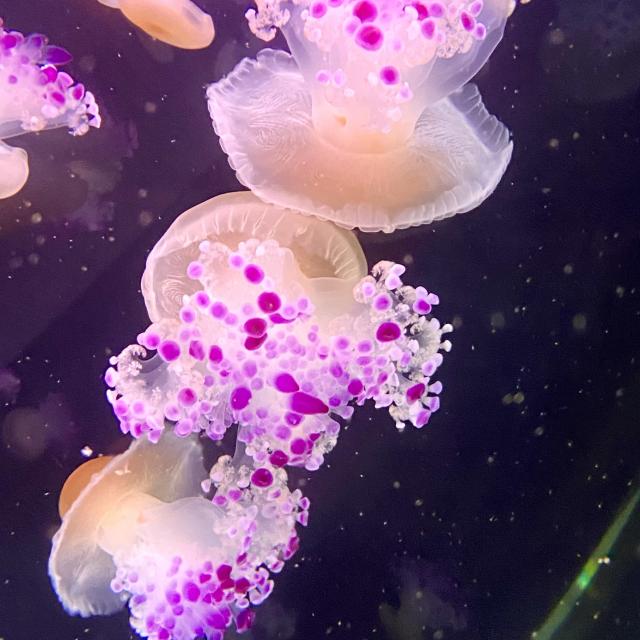 Aquarium Biodiversarium Méduses