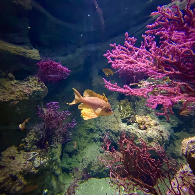 Aquarium Biodiversarium Poisson